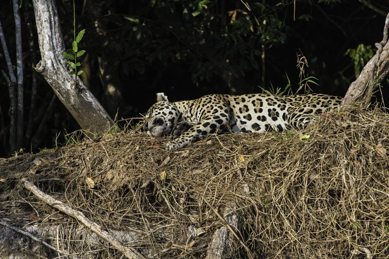 Image of Jaguar