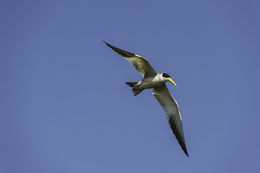 Image of Large-billed Tern