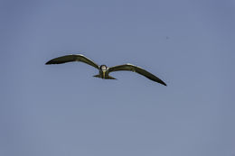 Image of Large-billed Tern