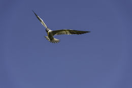 Image of Large-billed Tern