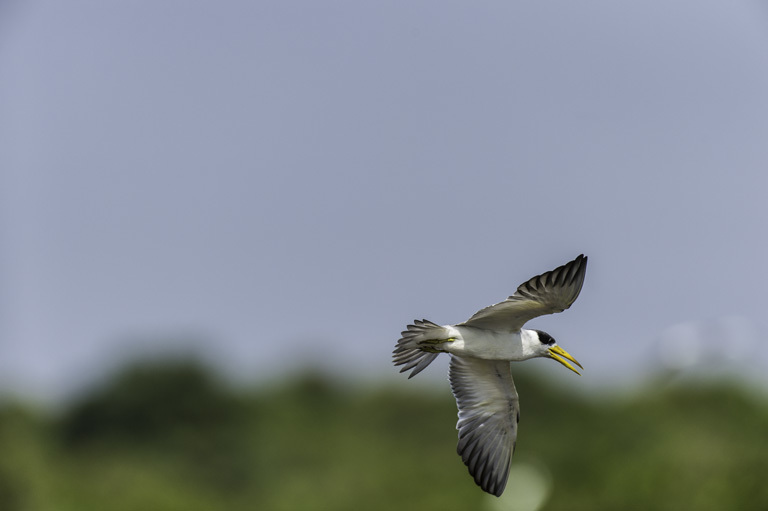 Image of Large-billed Tern