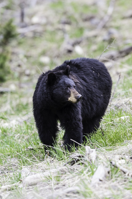 Image of American Black Bear