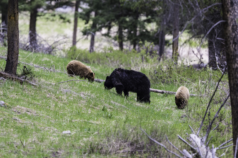 Image of American Black Bear