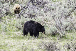 Image of American Black Bear