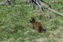 Image of American Black Bear