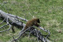 Image of American Black Bear