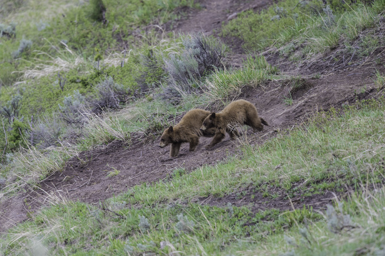 Image of American Black Bear