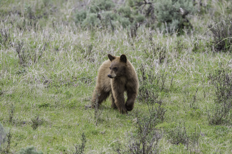 Image of American Black Bear