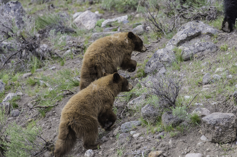 Image of American Black Bear