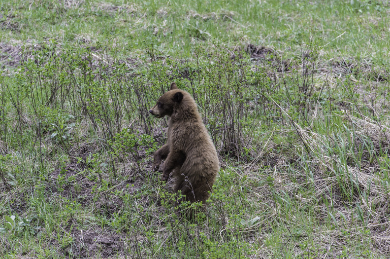 Image of American Black Bear