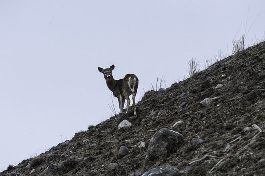 Image of White-tailed deer