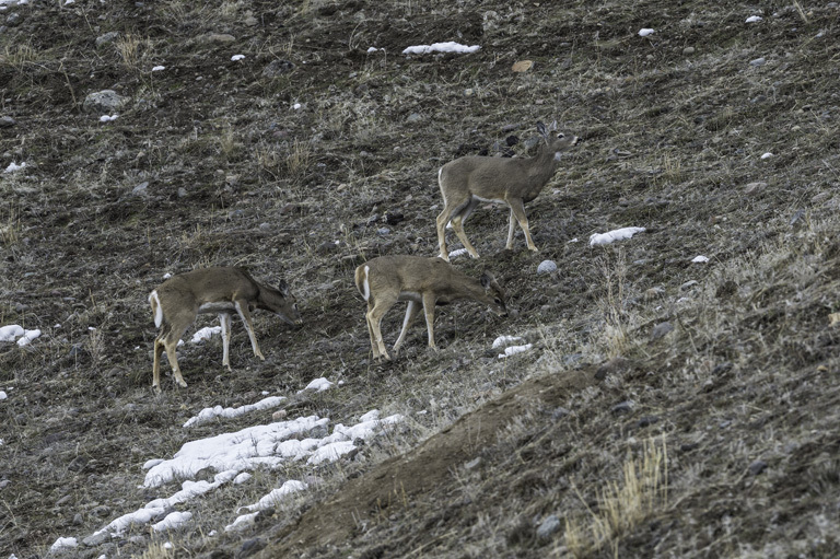 Image of White-tailed deer