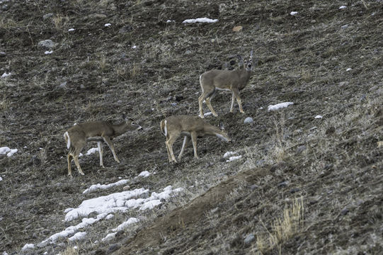 Image of White-tailed deer