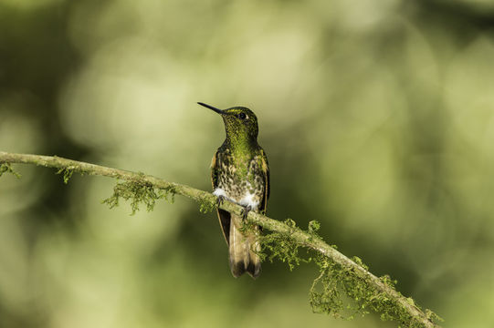 Image of Buff-tailed Coronet