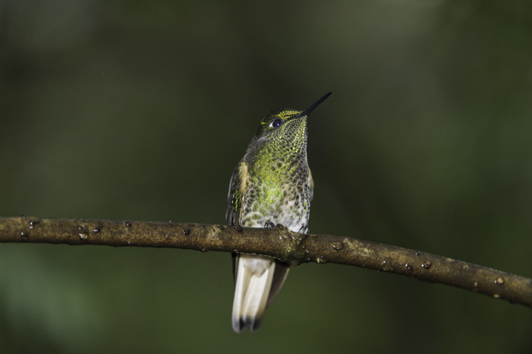 Слика од Boissonneaua flavescens (Loddiges 1832)