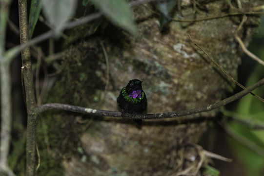 Image of Tourmaline Sunangel