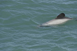 Image of Hector's Dolphin