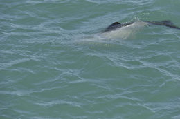 Image of Hector's Dolphin