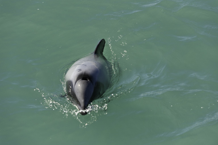 Image of Hector's Dolphin