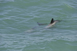 Image of Hector's Dolphin