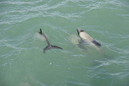 Image of Hector's Dolphin