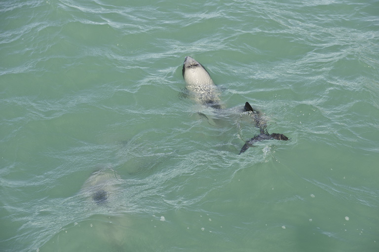 Image of Hector's Dolphin