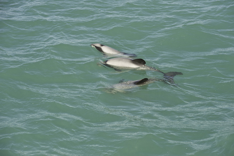 Image of Hector's Dolphin