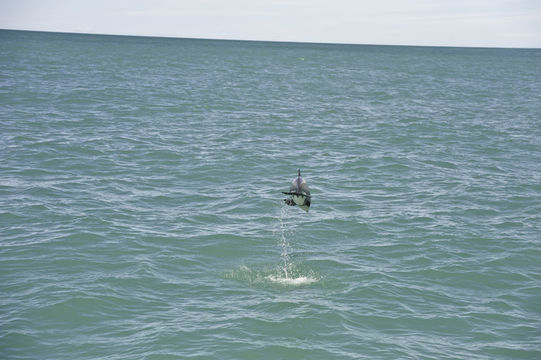 Image of Hector's Dolphin