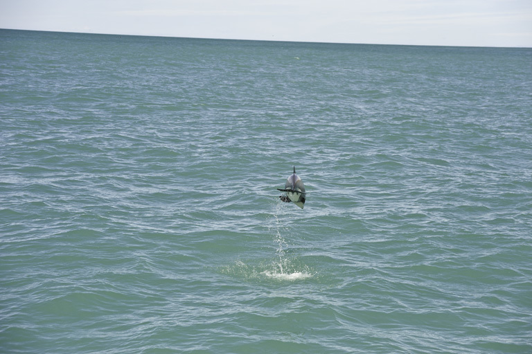 Image of Hector's Dolphin