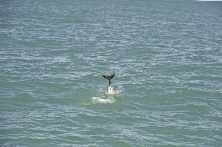 Image of Hector's Dolphin