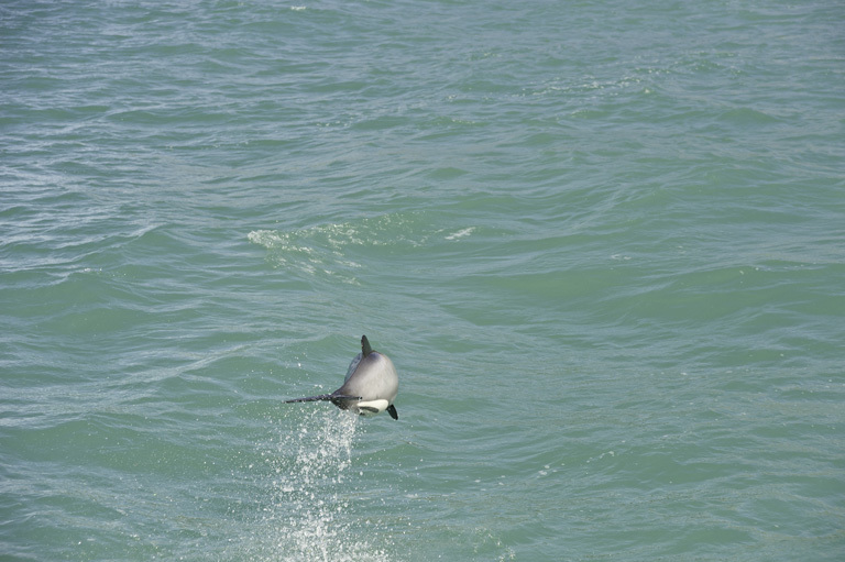 Image of Hector's Dolphin