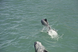 Image of Hector's Dolphin