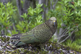 Image of Kea