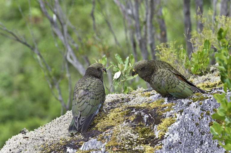 Image of Kea