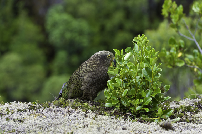 Image of Kea