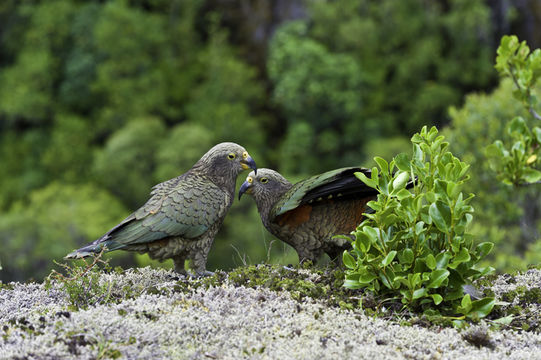 Image of Kea