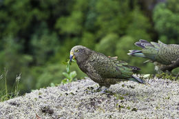 Image of Kea