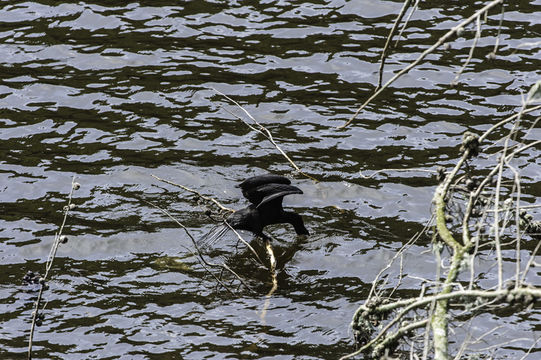 Image of Little Black Cormorant