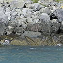 Image of fur seal