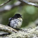 Image of Australian Red Robins And Allies