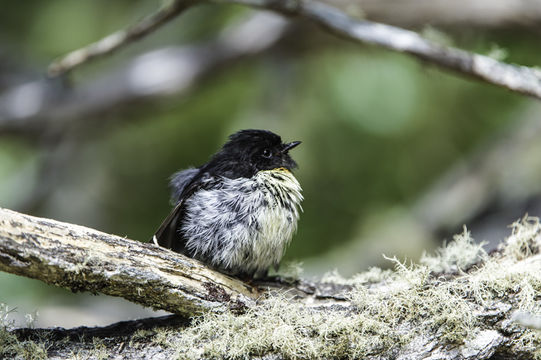 Image of New Zealand Tomtit