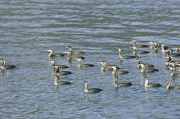 Image of Spotted Shag