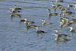 Image of Spotted Shag