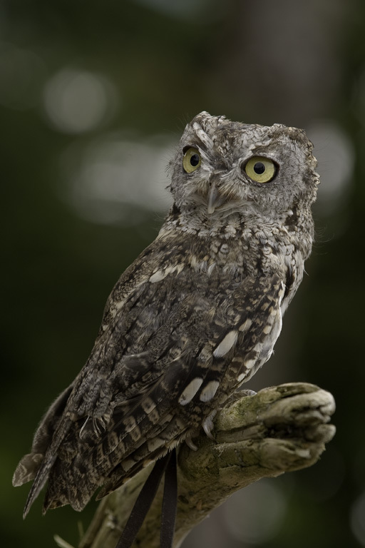 Image of Western Screech Owl