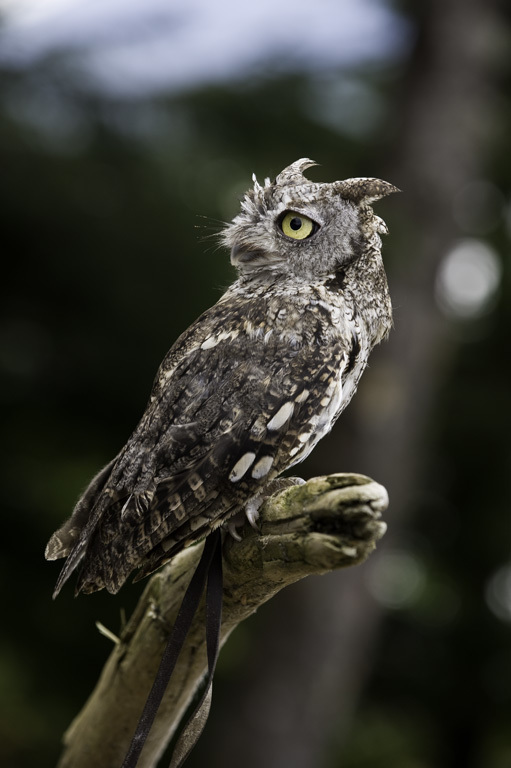 Image of Western Screech Owl