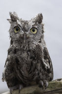 Image of Western Screech Owl