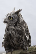 Image of Western Screech Owl