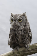 Image of Western Screech Owl