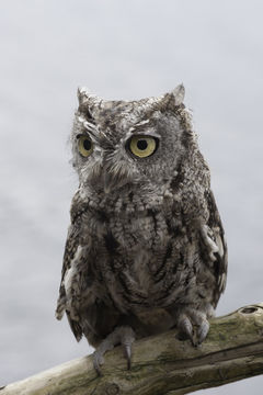 Image of Western Screech Owl