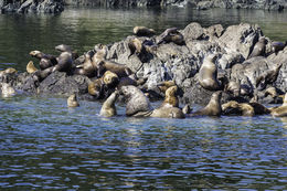 Image of Northern Sea Lion